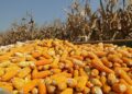 Amplían hasta 11, 288 toneladas de maíz amarillo de Tamaulipas el apoyo a comercialización 