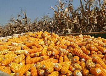 Amplían hasta 11, 288 toneladas de maíz amarillo de Tamaulipas el apoyo a comercialización 