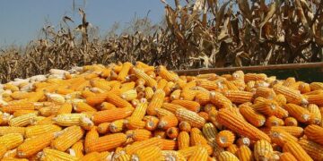 Amplían hasta 11, 288 toneladas de maíz amarillo de Tamaulipas el apoyo a comercialización 