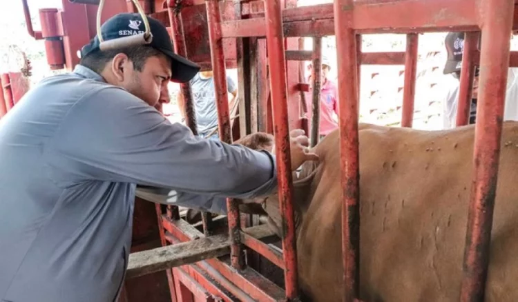 Se disparan casos de gusano barrenador en Ocampo y alcanza a Tula y Tampico
