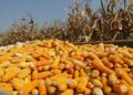 Darán estímulo a productores de 8, 500 toneladas de maíz amarillo en Tamaulipas