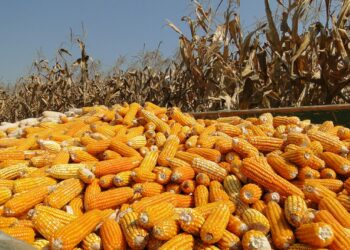 Darán estímulo a productores de 8, 500 toneladas de maíz amarillo en Tamaulipas