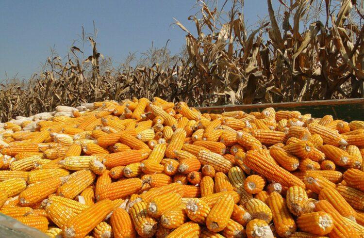 Darán estímulo a productores de 8, 500 toneladas de maíz amarillo en Tamaulipas
