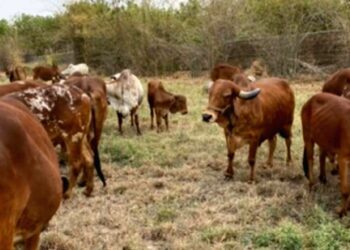 Activos 33 casos de gusano barrenador del ganado en 9 municipios del centro y sur de Tamaulipas