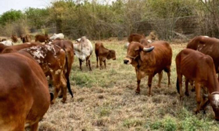 Activos 33 casos de gusano barrenador del ganado en 9 municipios del centro y sur de Tamaulipas