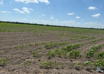 Claman agricultores de Tamaulipas a Dios por lluvia y salvación de cultivos tras dura sequía de 3 meses
