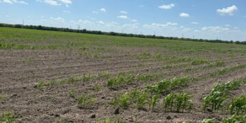 Claman agricultores de Tamaulipas a Dios por lluvia y salvación de cultivos tras dura sequía de 3 meses