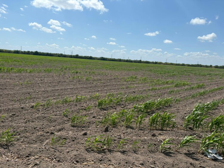 Claman agricultores de Tamaulipas a Dios por lluvia y salvación de cultivos tras dura sequía de 3 meses