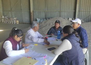 Cerrará AGRICULTURA registro al programa de estímulos a maíz el 31 de marzo