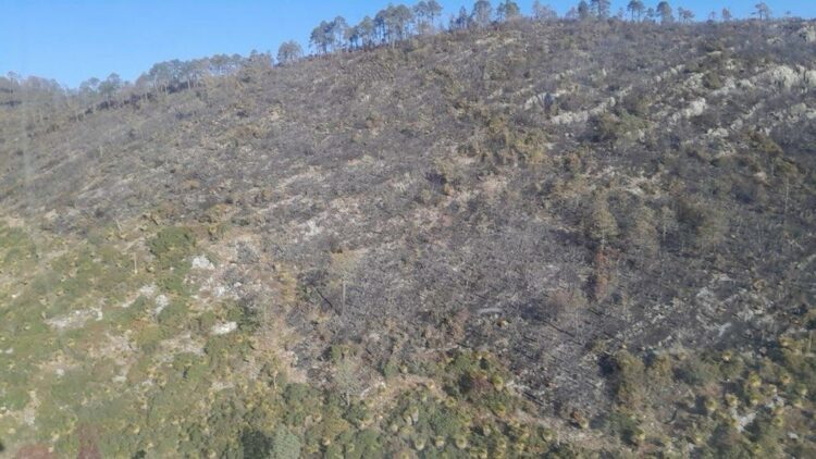 Incendio forestal “Puerto del Volcán”, en Miquihuana es liquidado al 100 %