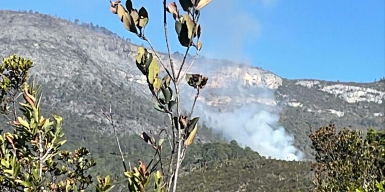 Incendio en Miquihuana arrasa 250 hectáreas