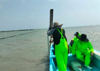 Acuacultura en Tamaulipas 2026: Inicia preparación de precosecha de ostión