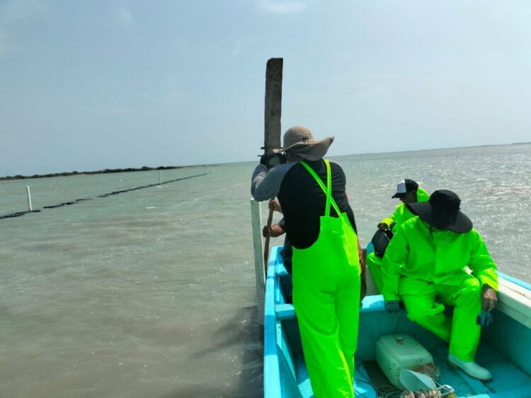 Acuacultura en Tamaulipas 2026: Inicia preparación de precosecha de ostión
