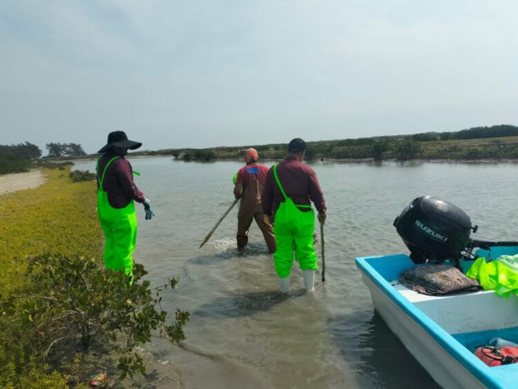 Impulsan desarrollo de granjas de ostión en Aldama y San Fernando