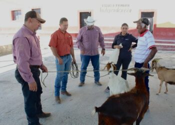 Impulsan productividad con evaluación de sementales caprinos en Jaumave