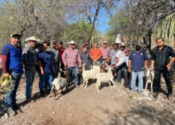 Impulsan evaluación reproductiva de sementales caprinos en Jaumave