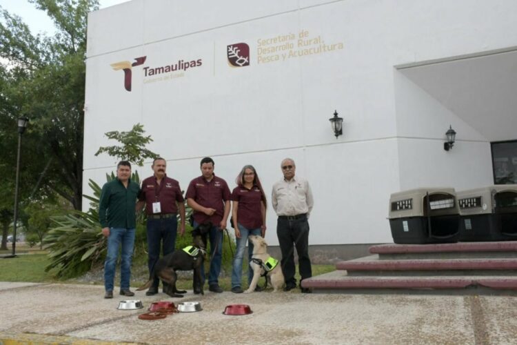 Refuerza Tamaulipas la sanidad pecuaria con binomios caninos especializados