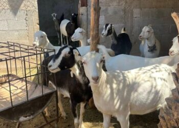 Tamaulipas destaca por su alta genética caprina en el Festival del Cabrito 2026