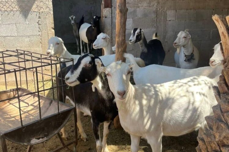 Tamaulipas destaca por su alta genética caprina en el Festival del Cabrito 2026