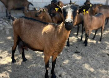 Destaca Tamaulipas con genética caprina de alto nivel en festival nacional