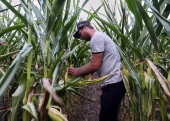 Conflicto en Oriente Medio encarece fertilizantes en México
