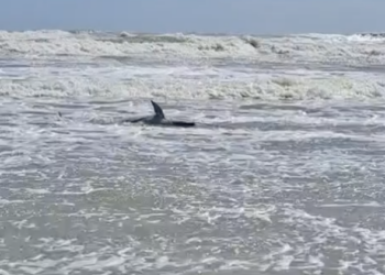 Exterminio de delfines en costa de Tamaulipas