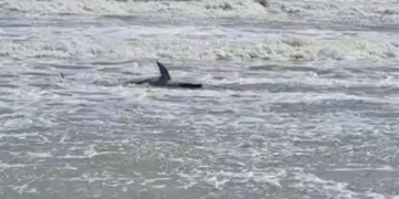 Exterminio de delfines en costa de Tamaulipas