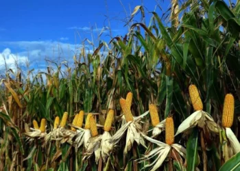 Brasil crea maíz capaz de resistir sequías