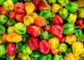 ¿El plato más picante de México? El reto del chile habanero relleno que solo los valientes terminan