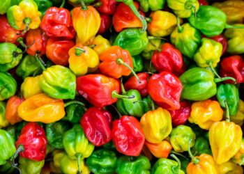 ¿El plato más picante de México? El reto del chile habanero relleno que solo los valientes terminan
