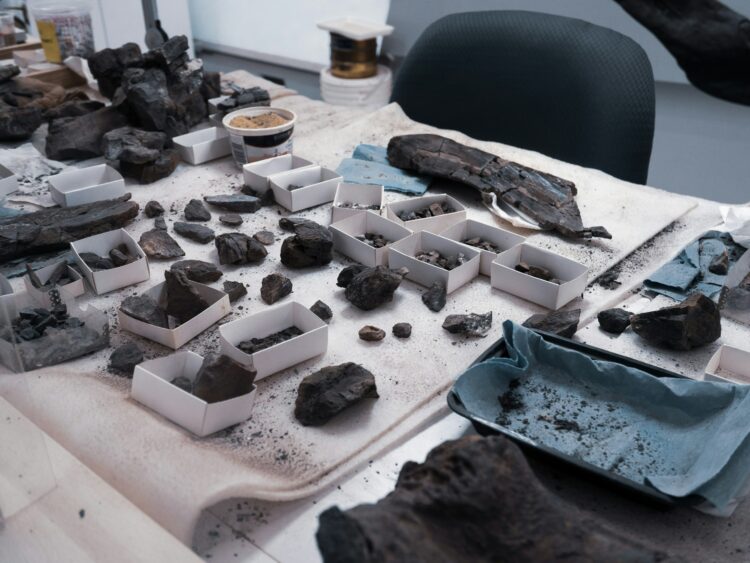 El INAH incorpora la categoría de Paleontología a sus premios nacionales de investigación