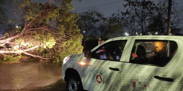 Lluvias en Victoria provocan caída de árboles