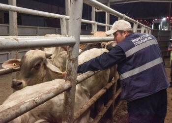 Gusano barrenador repunta en El Mante y Tula; aparece en Miquihuana, Palmillas y Soto la Marina