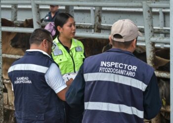 Gusano Barrenador del Ganado repunta en Ocampo y Tula; llega a Bustamante y regresa a Aldama