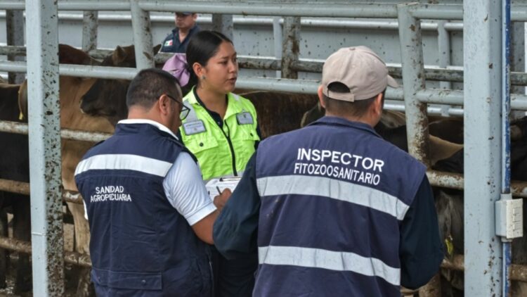 Gusano Barrenador del Ganado repunta en Ocampo y Tula; llega a Bustamante y regresa a Aldama