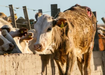 Brinca gusano barrenador del ganado a Villagrán y San Carlos; se dispara en Mante, Ocampo y Tula, Tamaulipas