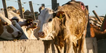 Brinca gusano barrenador del ganado a Villagrán y San Carlos; se dispara en Mante, Ocampo y Tula, Tamaulipas