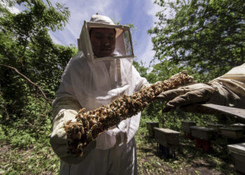 Lanzan campaña para proteger salud de las abejas y de la apicultura en Tamaulipas y el país