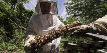 Lanzan campaña para proteger salud de las abejas y de la apicultura en Tamaulipas y el país