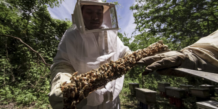 Lanzan campaña para proteger salud de las abejas y de la apicultura en Tamaulipas y el país