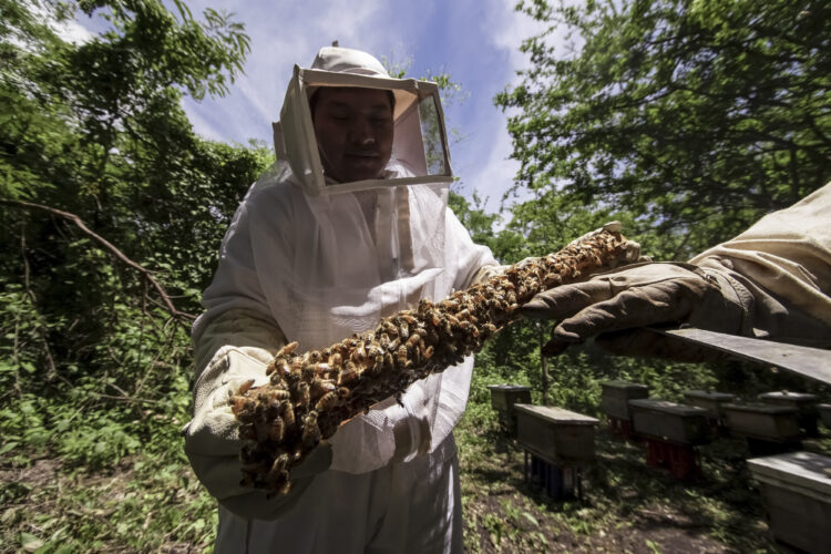 Lanzan campaña para proteger salud de las abejas y de la apicultura en Tamaulipas y el país