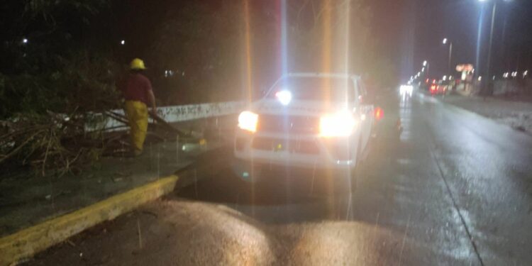 Lluvias en Victoria provocan caída de árboles