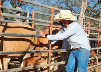 Tamaulipas es ya quinto estado con más casos activos de gusano barrenador del ganado en México