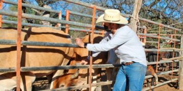 Tamaulipas es ya quinto estado con más casos activos de gusano barrenador del ganado en México