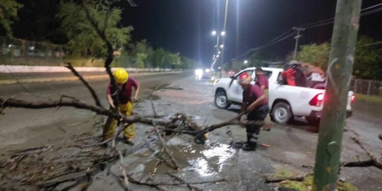 Lluvias en Victoria provocan caída de árboles