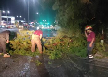 Lluvias en Victoria provocan caída de árboles