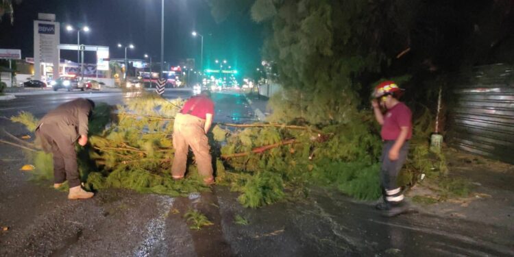 Lluvias en Victoria provocan caída de árboles