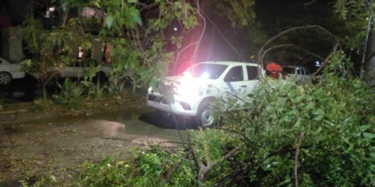 Lluvias en Victoria provocan caída de árboles