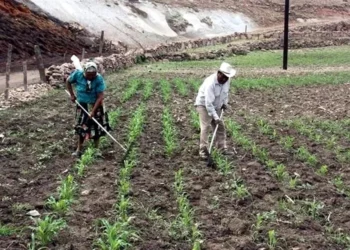 Campesinos protestan por exclusión de fertilizante gratuito