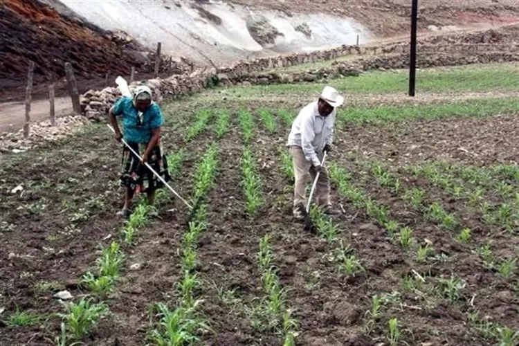 Campesinos protestan por exclusión de fertilizante gratuito
